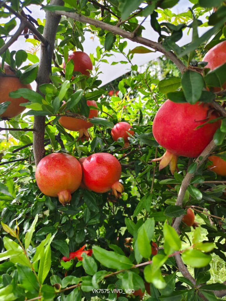 Fresh Fruits Export from India: Top Export Service in India for Global Markets